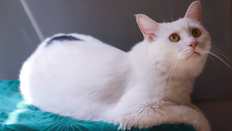 Gatto bianco con macchia nera a pancia in giù per scoprire se è maschio o femmina