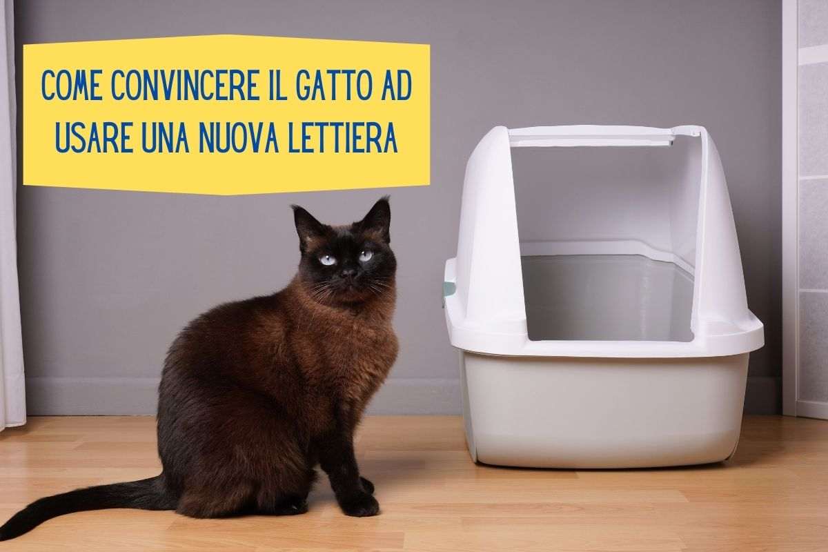 Gatto marrone fermo davanti alla lettiera nuova