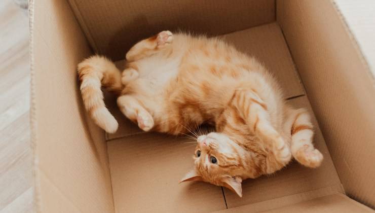 Gatto arancione gioca nella scatola di cartone che diventerà la sua casetta