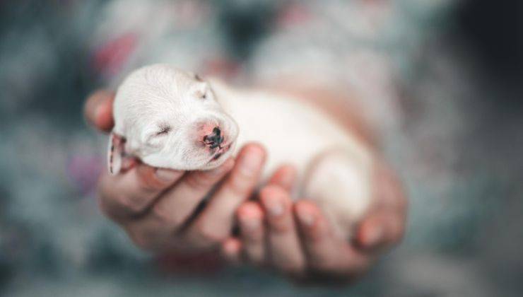 Cucciolo di cane appena nato tra le mani del suo umano