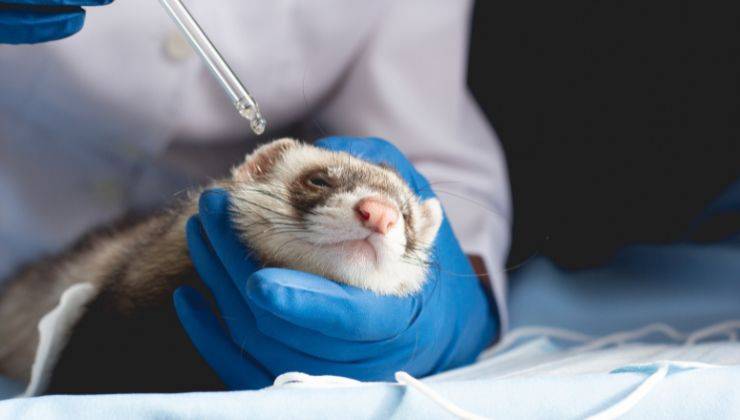 Una persona con i guanti in lattice mette la soluzione per la pulizia delle orecchie nell'orecchio del furetto