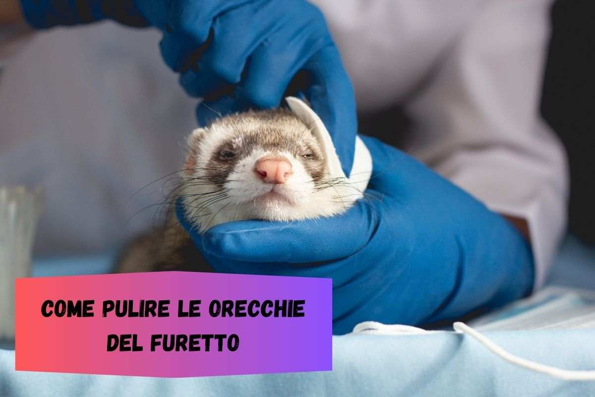 Una persona con i guanti in lattice pulisce con un batuffolo di cotone le orecchie del furetto