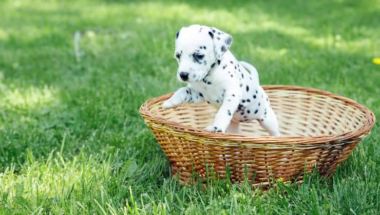 Cucciolo di dalmata fugge dalla cesta presa per trasportarlo