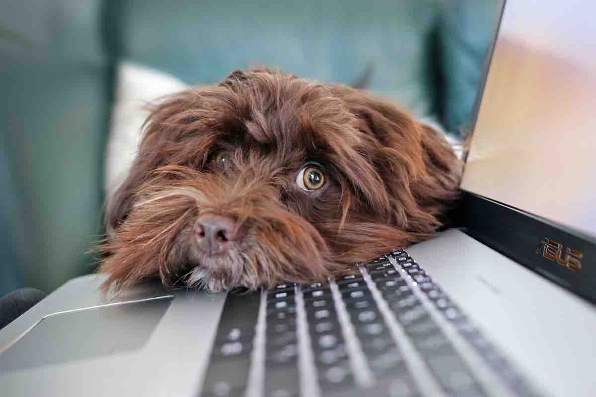 Un animale domestico sulla tastiera del computer