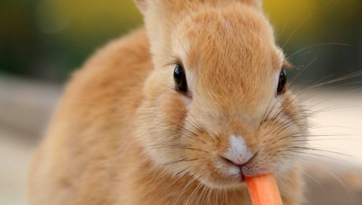 coniglio che mangia una carota