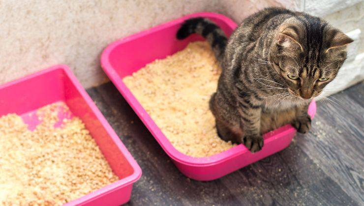 Gatto utilizza la nuova lettiera con la vecchia accanto