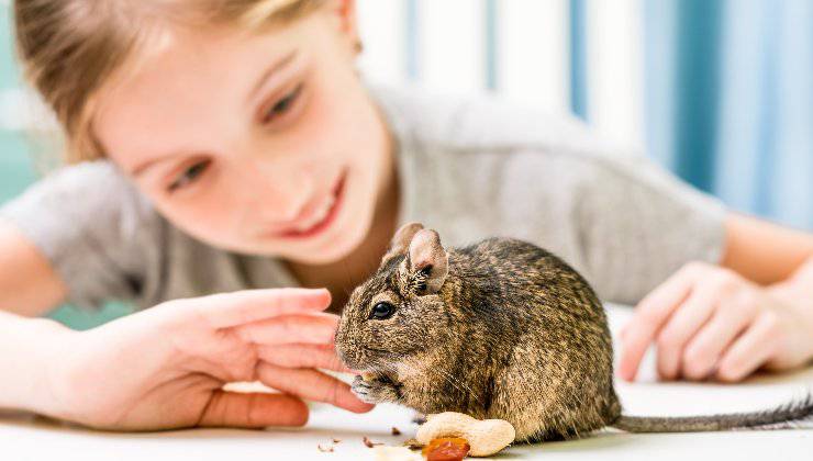 degu non mangia