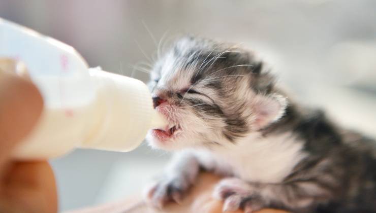Gattino mangia il latte dal biberon