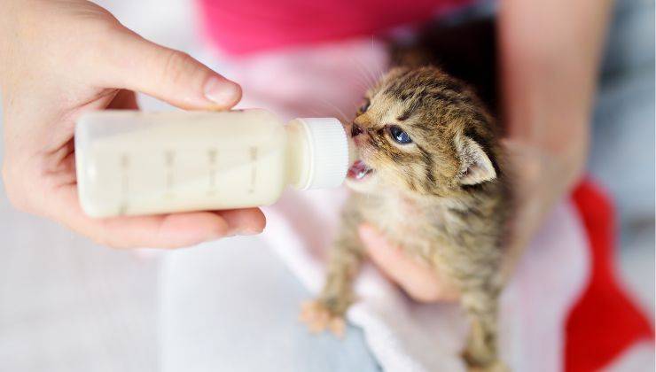 Gattino di poche settimane è nella coperta e mangia il latte dal biberon