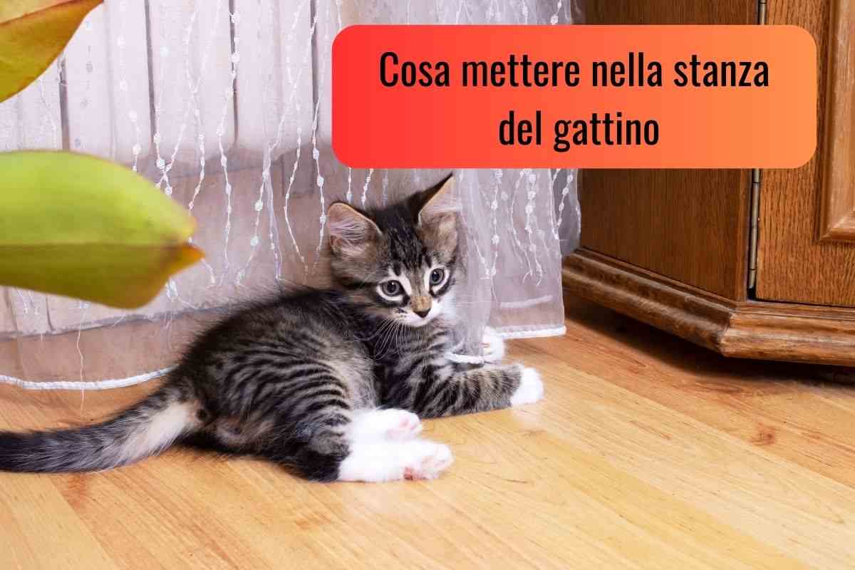 Gattino nella sua stanza che aspetta le cose di cui ha bisogno