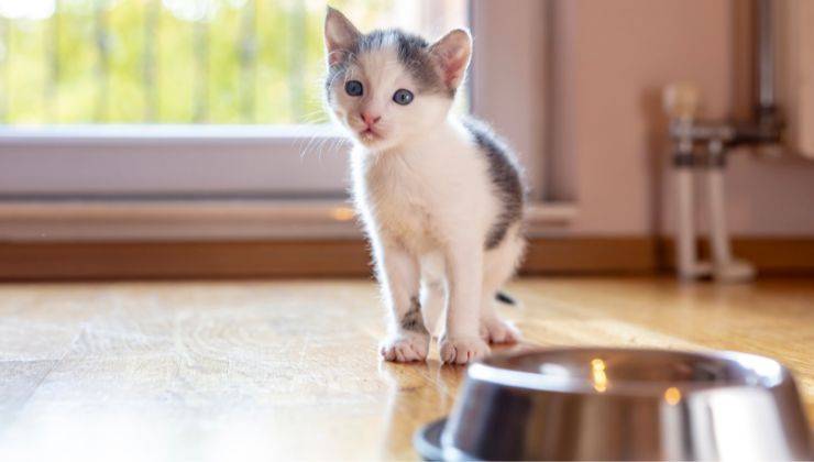 Gattino si avvicina alla ciotola che è nella sua stanza