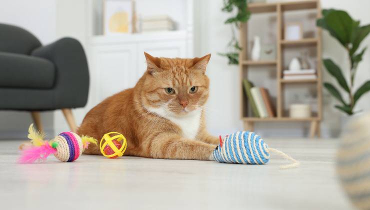 Gatto gioca con i giocattoli che non devono mancare nella sua stanza