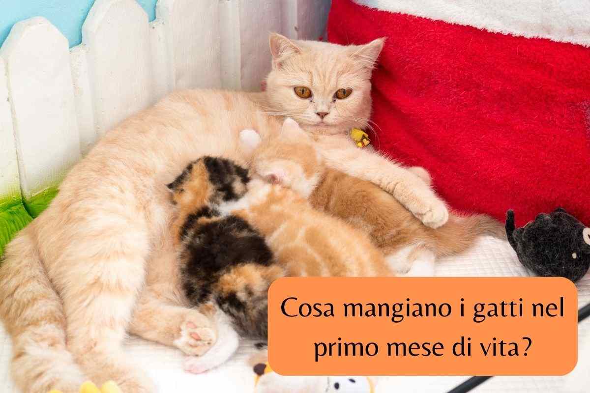 Gattini mangiano il latte dalla loro mamma
