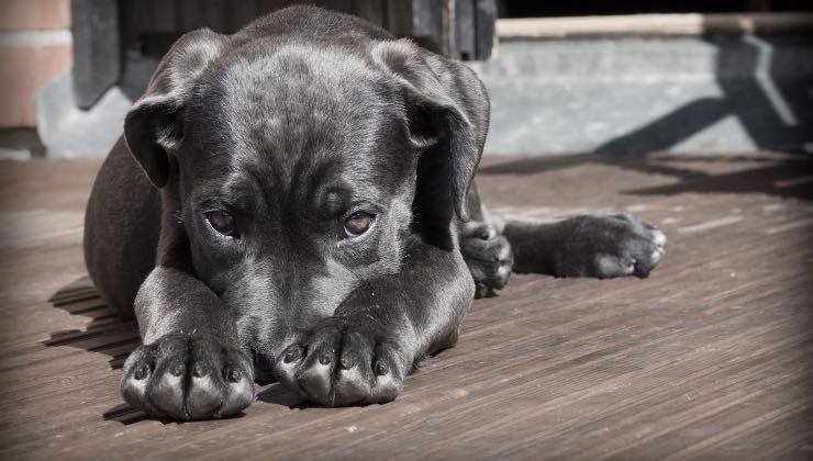 Cucciolo di cane sdraiato sul pavimento con mal di pancia 