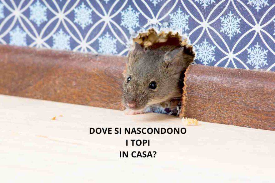 Dove si nascondono i topi in casa e come eliminare il problema