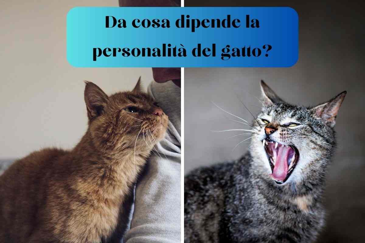 Foto divisa a metà una parte con un gatto affettuoso e un'altra con un gatto aggressivo