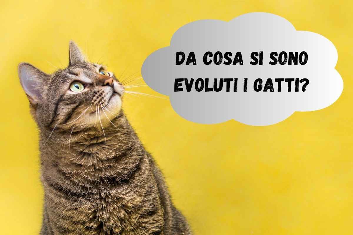 Gatto grigio su uno sfondo giallo con una scritta che recita da cosa si sono evoluti i gatti