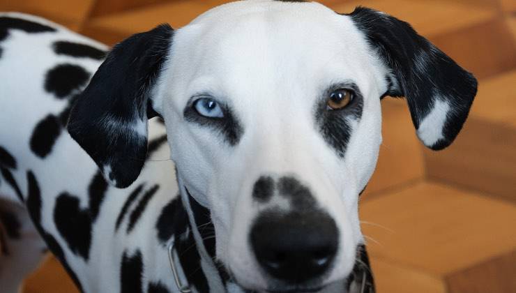 Cane di razza Dalmata con occhi di diverso colore