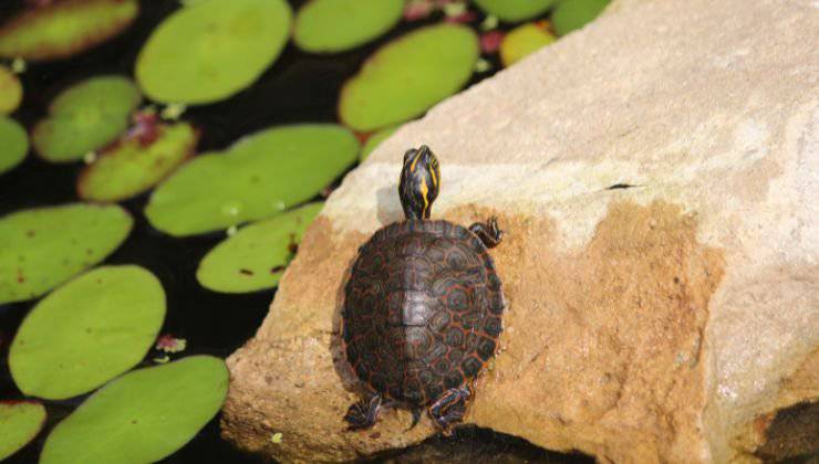 Tartaruga d acqua dolce sale sulla roccia per nascondersi