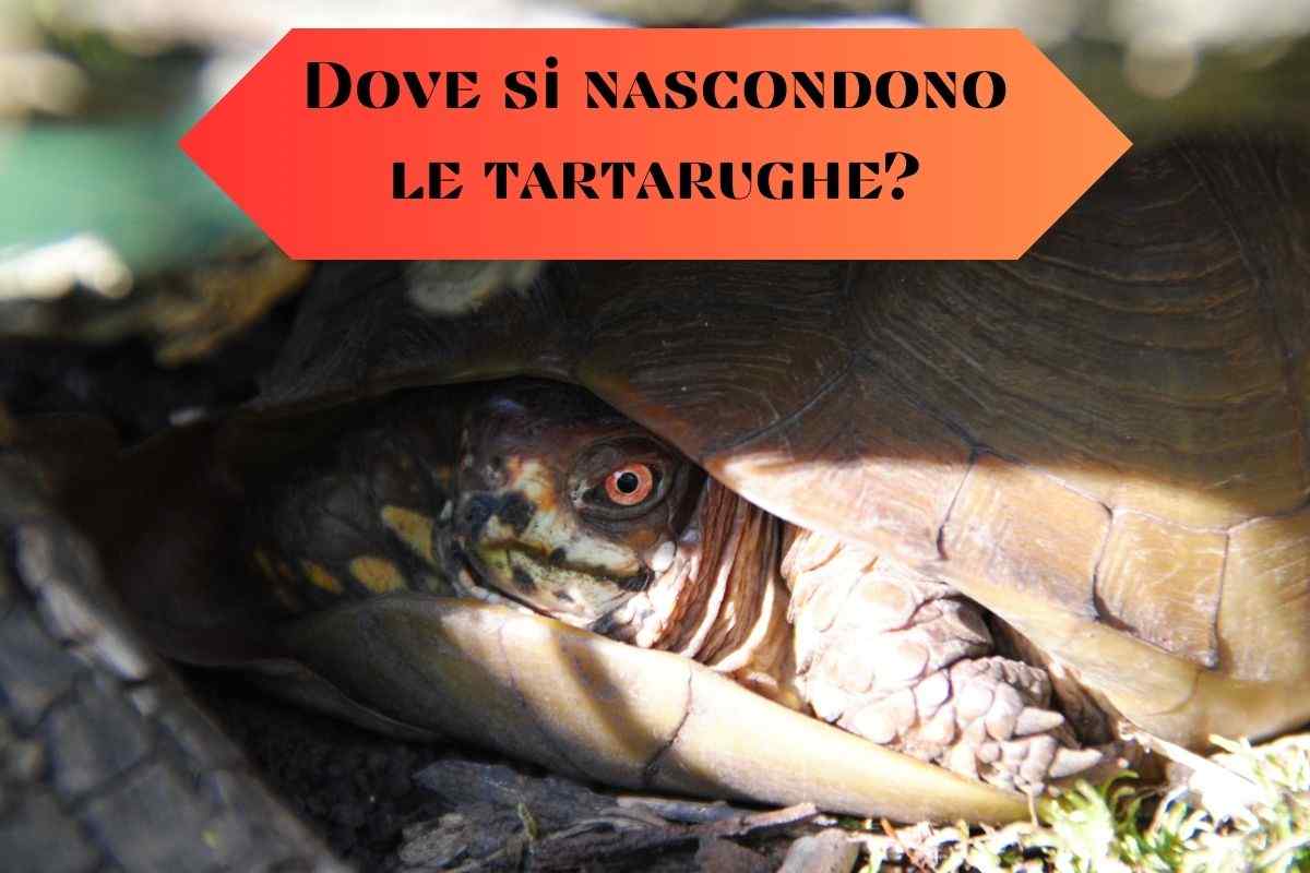 Tartaruga terrestre si nasconde sotto una roccia