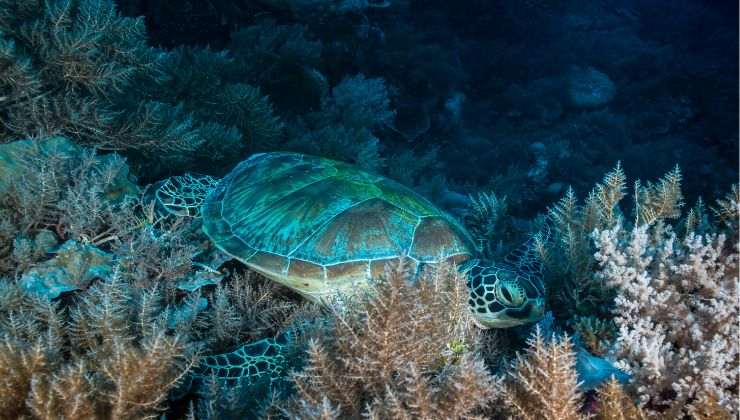 Tartarughe marine si nascondono tra le piante sott'acqua