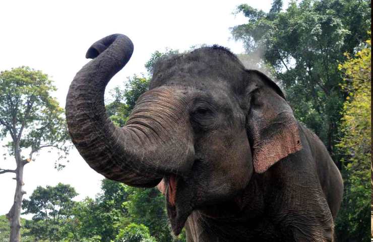 Nato il primo elefante maschio senza zanne