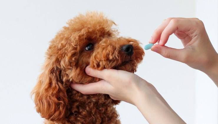 somministrazione dei farmaci al cane