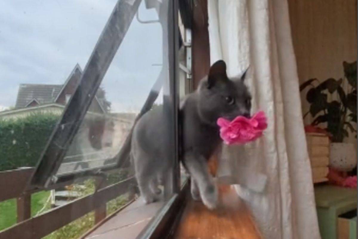 gatto lascia fiore sul davanzale