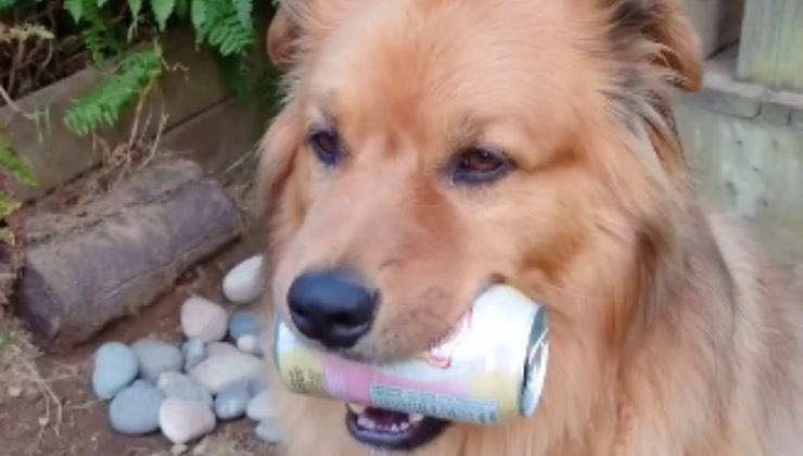 Il cane in giardino con una lattina in bocca 