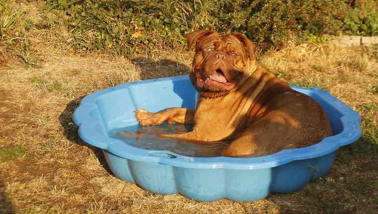 Il cane fa il bagno in una piccola vasca in giardino