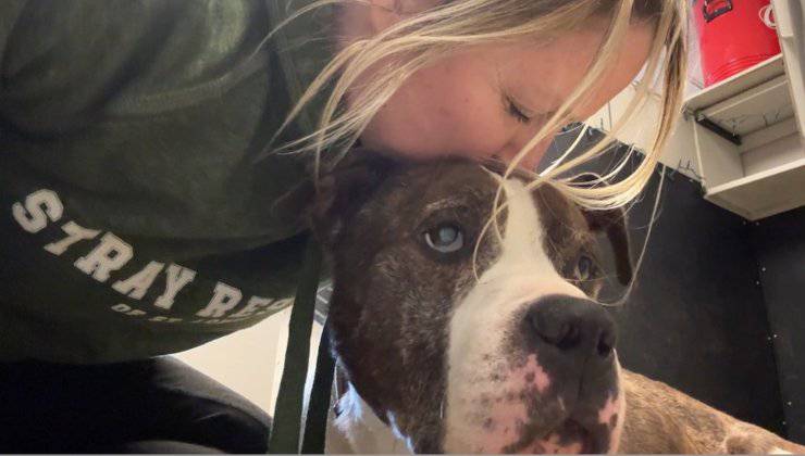 cane riceve le coccole