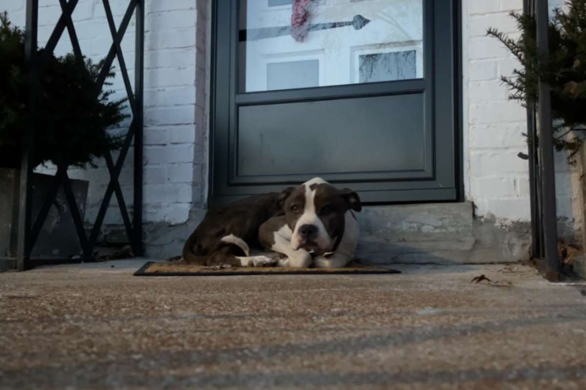 cane sullo zerbino del portico
