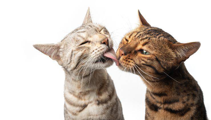 due gatti si leccano a vicenda