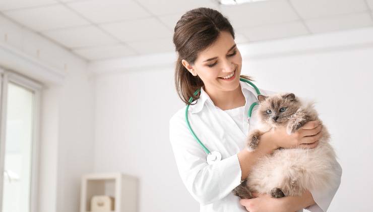 Gatto a visita dal veterinario 