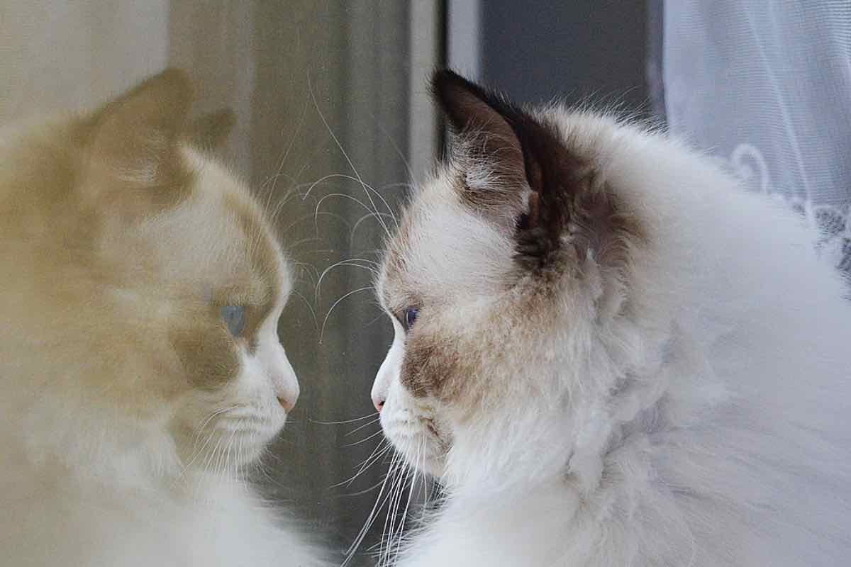 Il comportamento di un gatto bicolore allo specchio