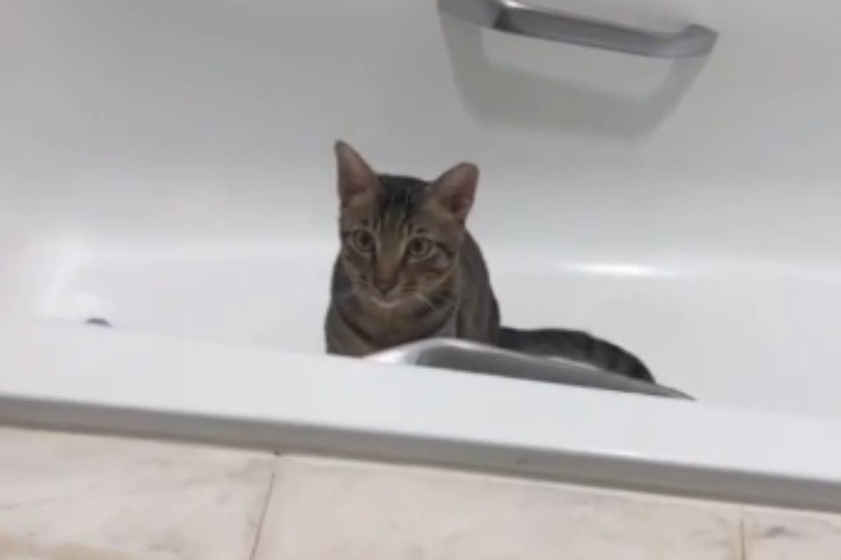 Gatto nella vasca
