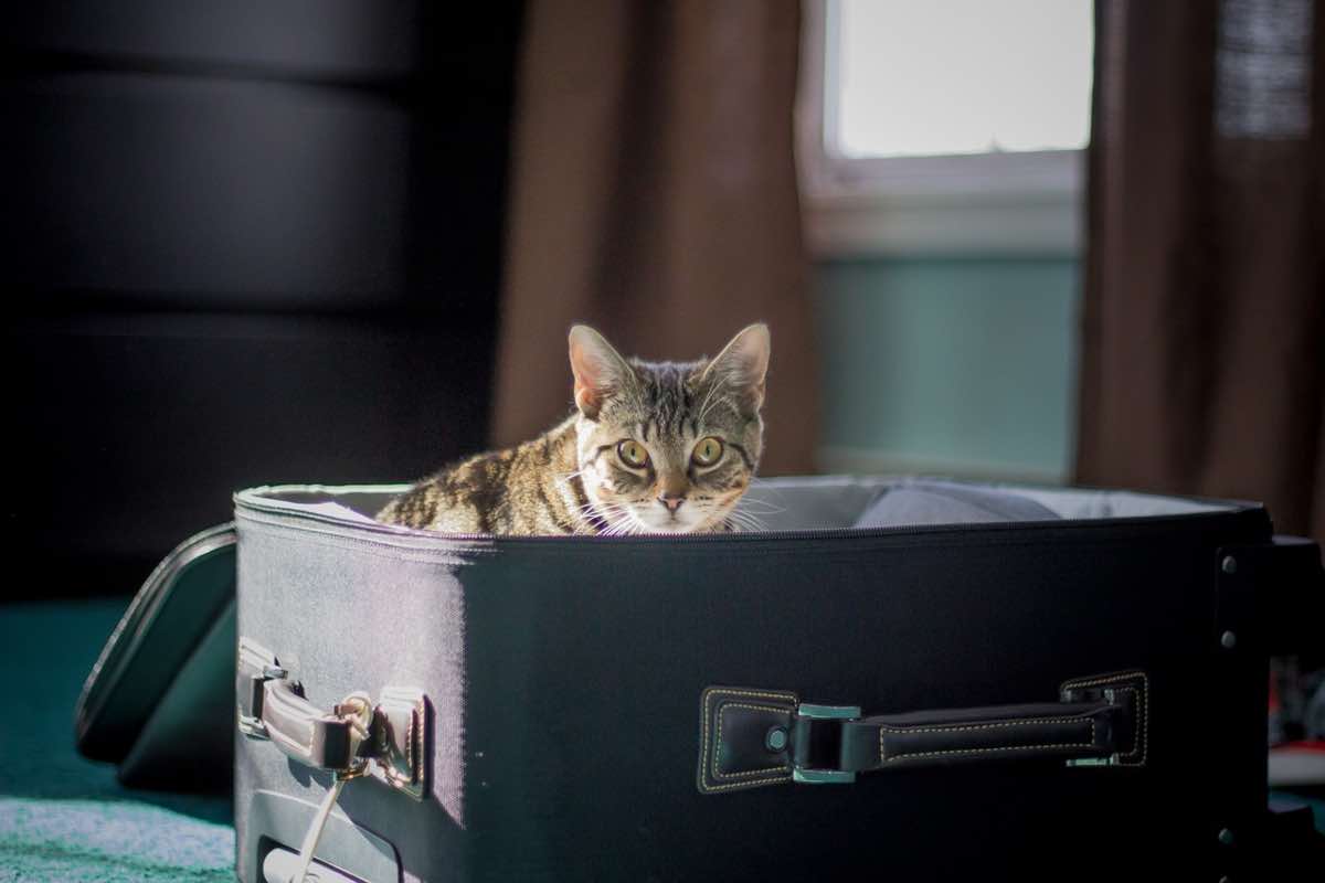 Gatto nella valigia sul letto prima di entrare nel trasportino