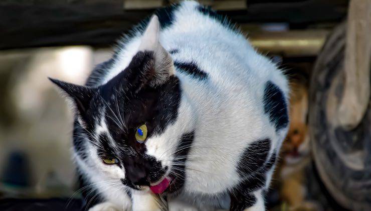 Gatto bianco e nero dopo aver mangiato il suo cibo 