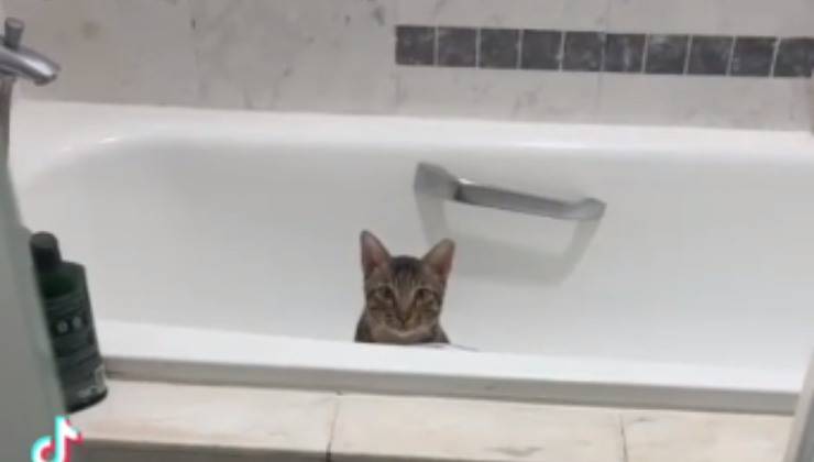 Gatto si nasconde nella vasca