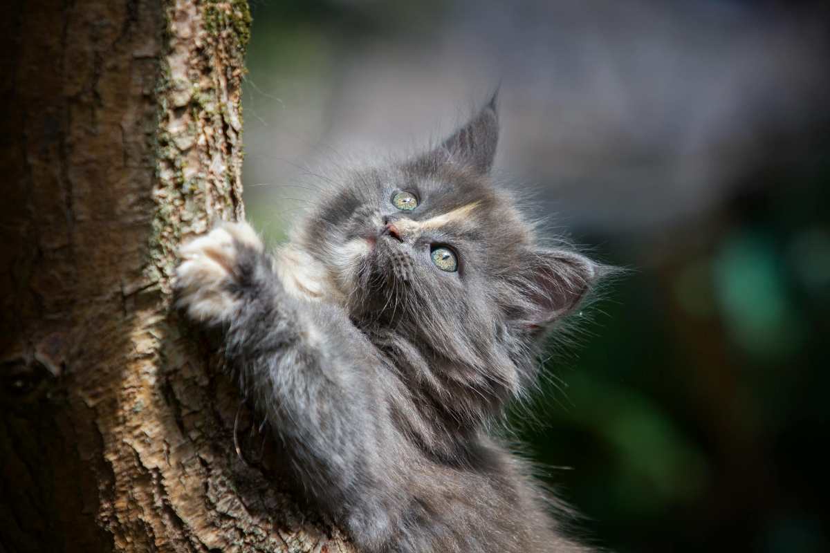 Gatto sull'albero