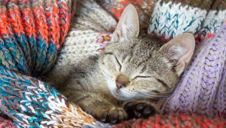 Il passaggio dalla veglia al sonno di un gatto striato 