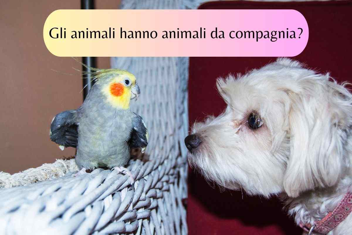 Cane sulla sedia guarda il pappagallo può essere il suo animale da compagnia