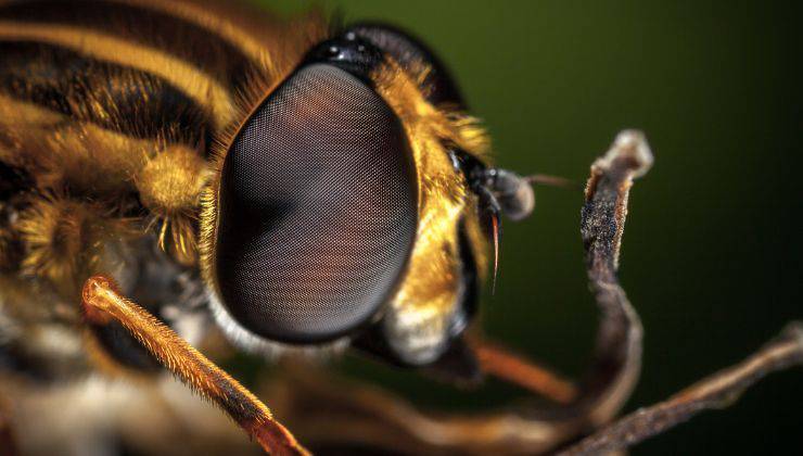 Occhio di ape