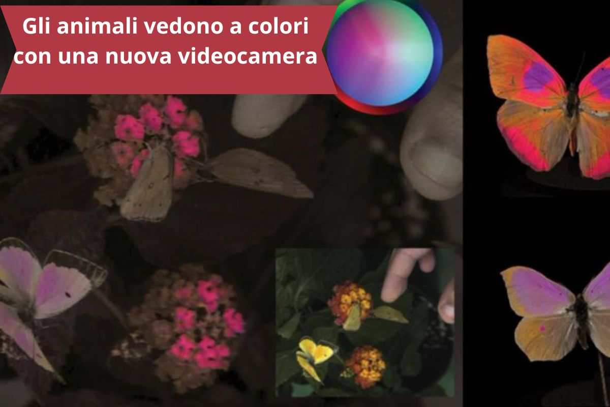 Fiori e farfalle a colori