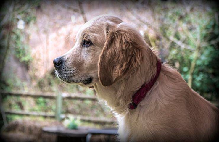 Scoperto un gene associato allo sviluppo dei tumori nei Golden Retriever