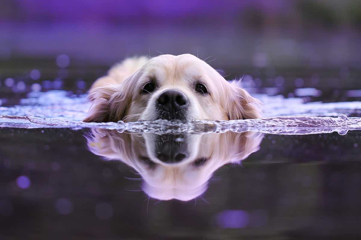 Un cane bianco fa il bagno in acqua