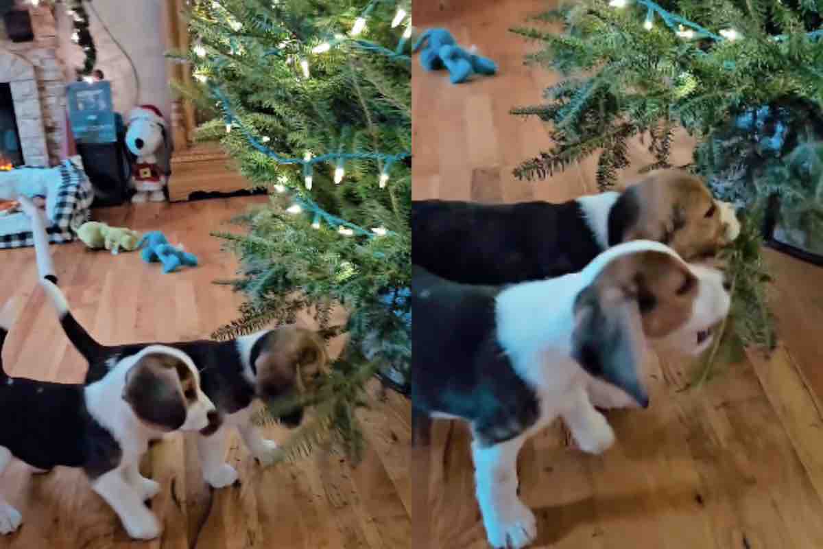 I due cagnolini giocano con l'albero di Natale