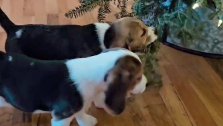 I due cagnolini mordono i rami dell'albero sul parquet 