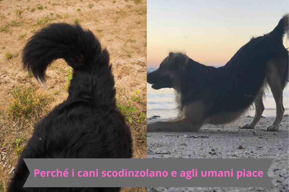 Coda del cane in movimento