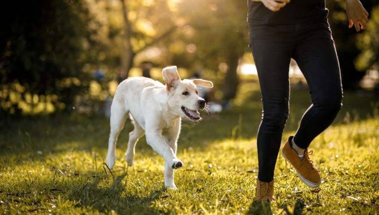 Cane corre col padrone